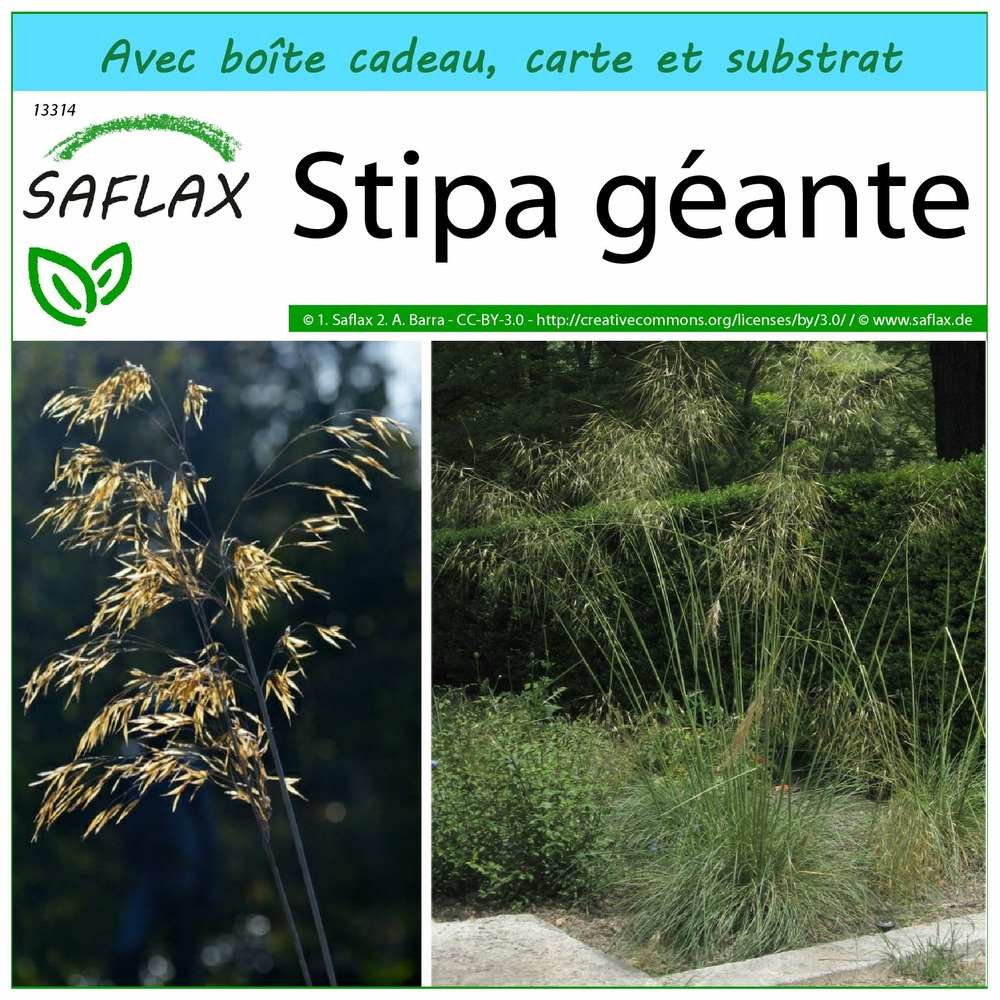 Ensemble-cadeau - stipa géante - 10 graines - stipa gigantea