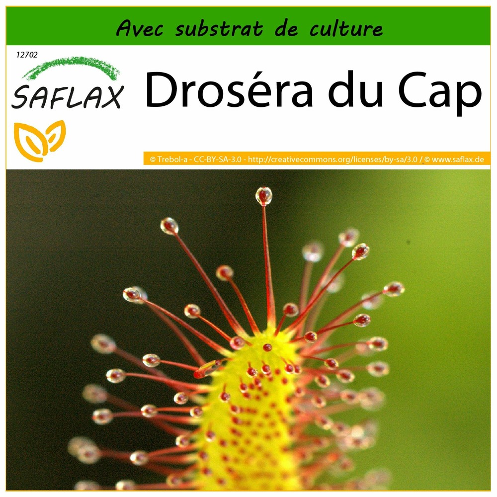 Droséra du cap - 200 graines - avec substrat - drosera capensis