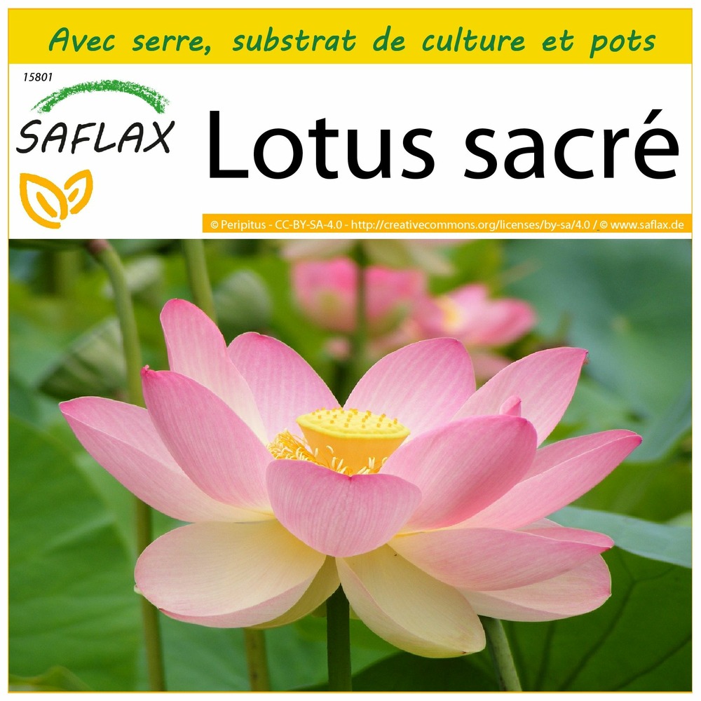 Ensemble de culture - lotus sacré - 8 graines - nelumbo nucifera