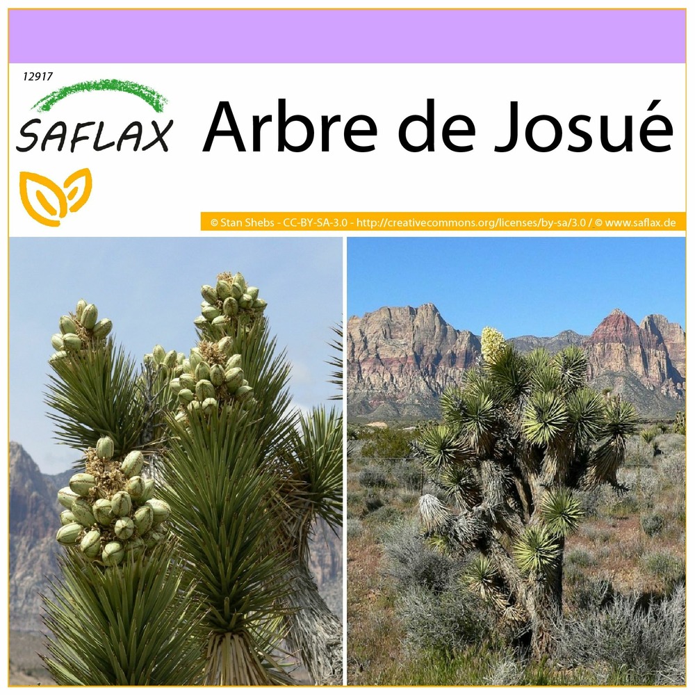 Arbre de josué - 10 graines - yucca brevifolia