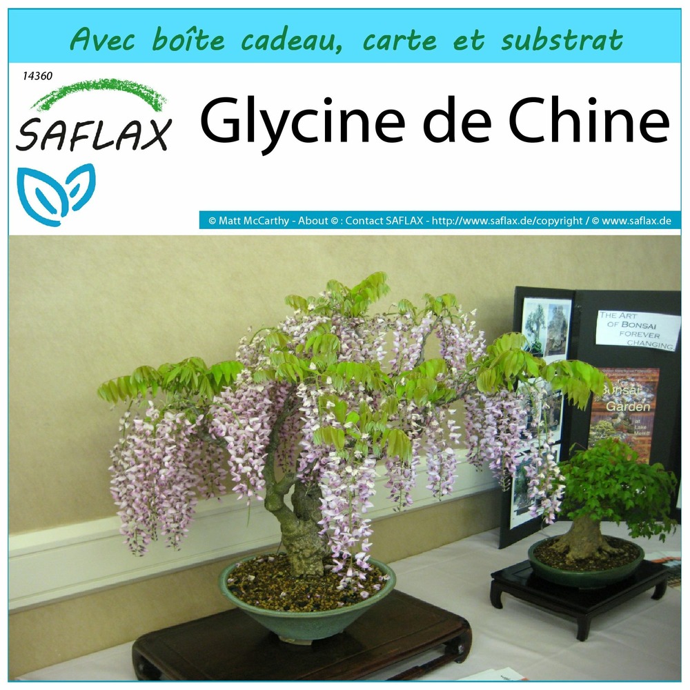 Ensemble-cadeau - glycine de chine - 4 graines - wisteria sinensis