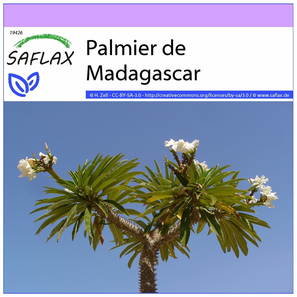Palmier de madagascar - 10 graines - pachypodium lamerei