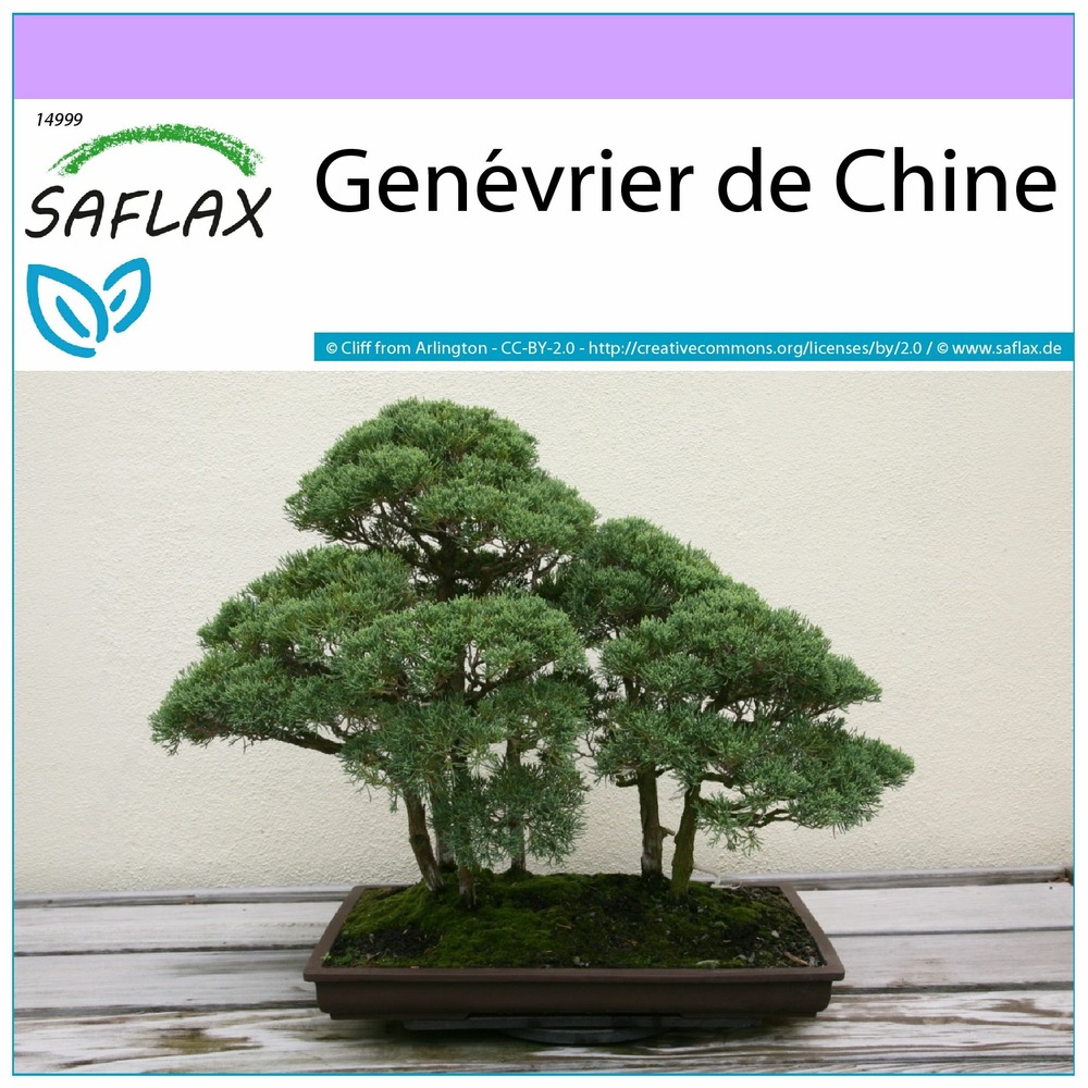 Genévrier de chine 30 graines juniperus chinensis Truffaut