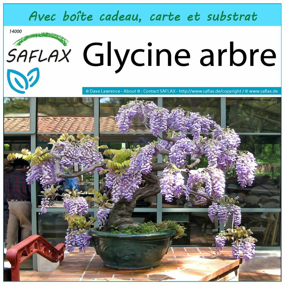 Ensemble-cadeau - glycine arbre - 15 graines - bolusanthus speciosus
