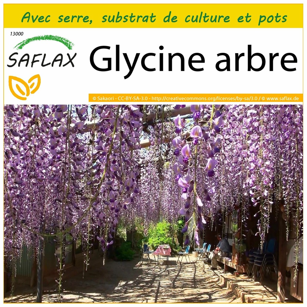 Ensemble de culture - glycine arbre - 15 graines - bolusanthus africanus