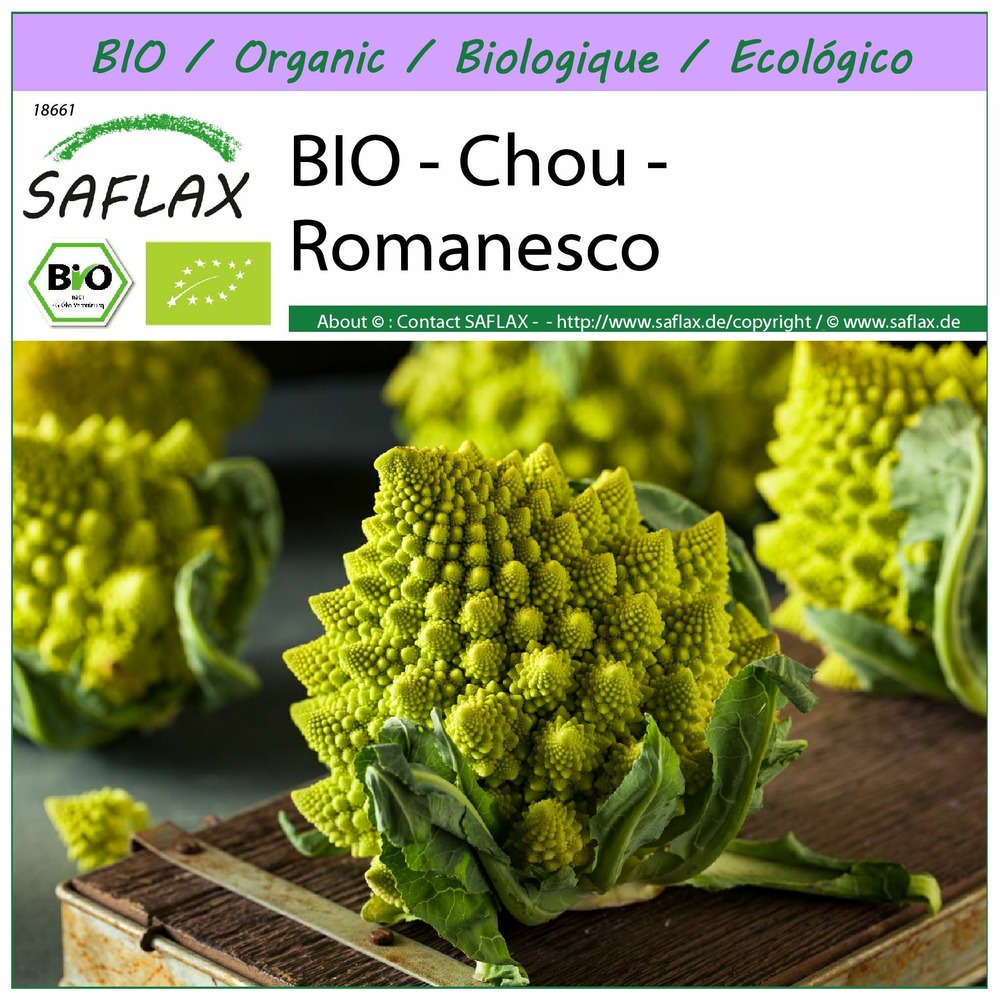 Bio - chou - romanesco - 50 graines - brassica oleracea var. Botrytis