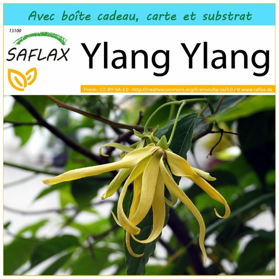 Ensemble-cadeau - ylang ylang - 10 graines - cananga odorata