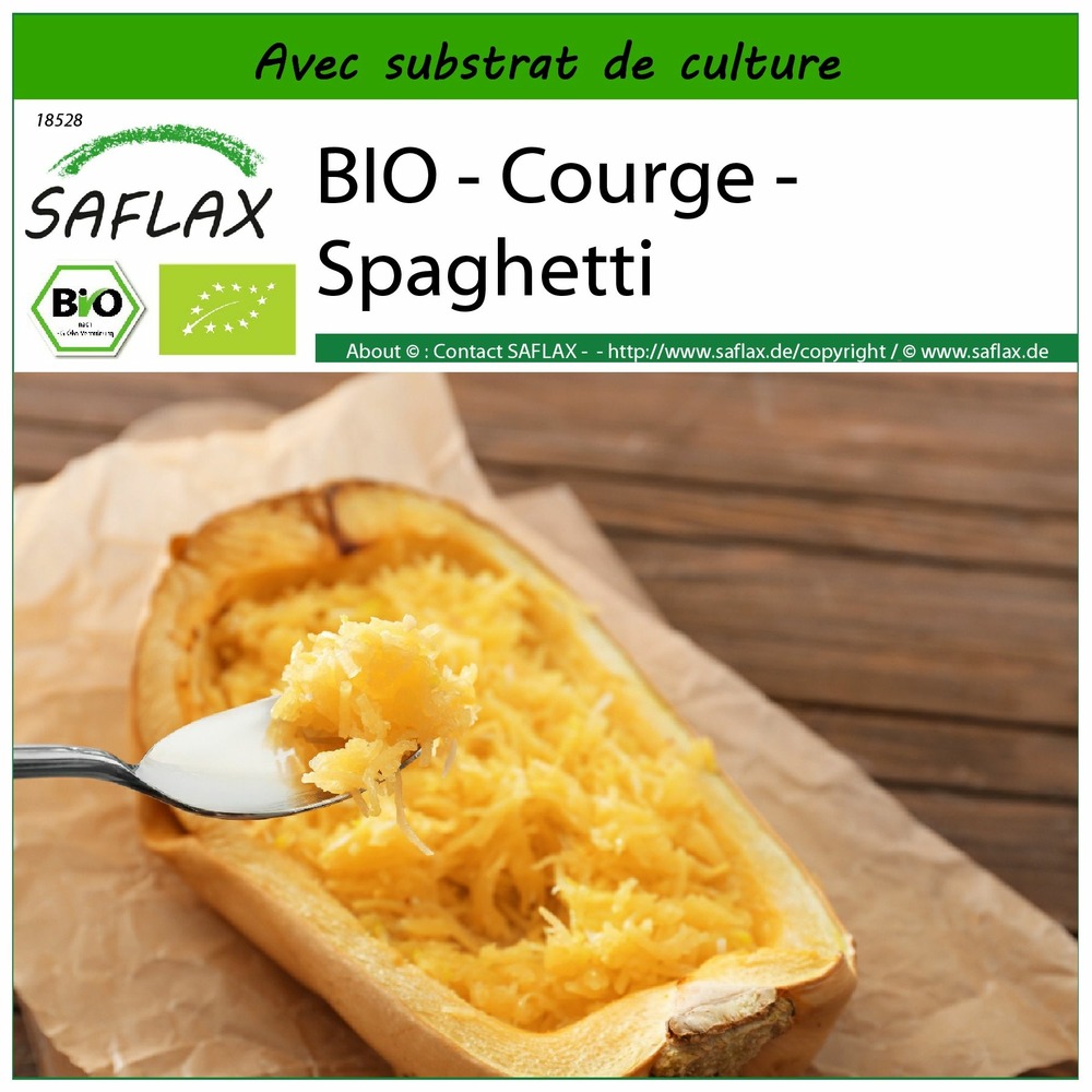 Bio - courge - spaghetti - 5 graines - avec substrat - cucurbita pepo