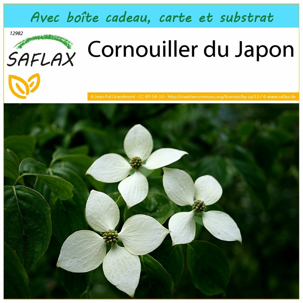 Ensemble-cadeau - cornouiller du japon - 30 graines - cornus kousa var. Chinensis
