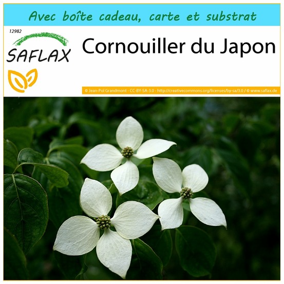 Ensemble-cadeau - cornouiller du japon - 30 graines - cornus kousa var. Chinensis