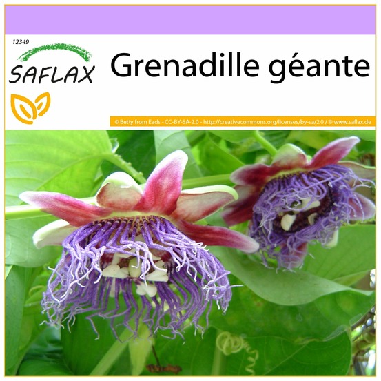 Grenadille géante - 12 graines - passiflora quadrangularis