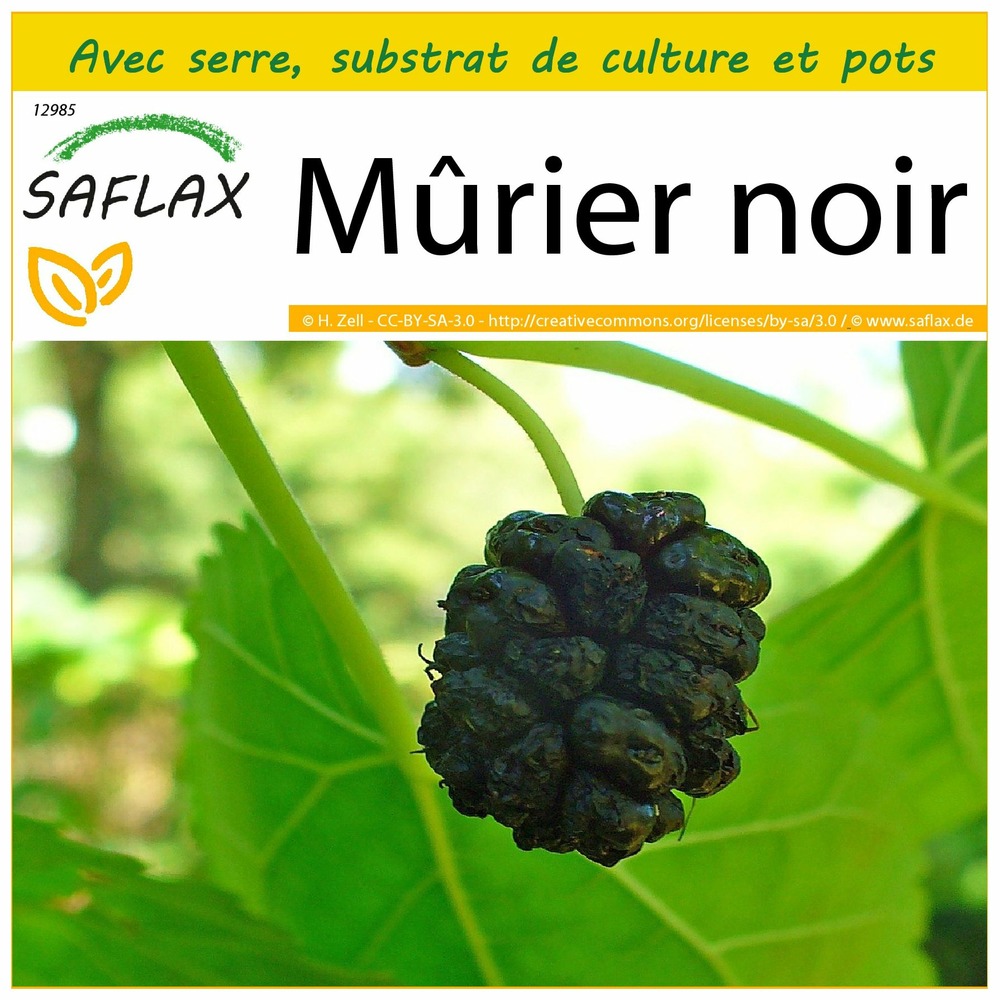Ensemble de culture - mûrier noir - 200 graines - morus nigra