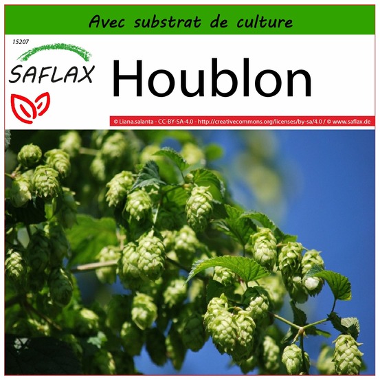Houblon - 50 graines - avec substrat - humulus lupulus