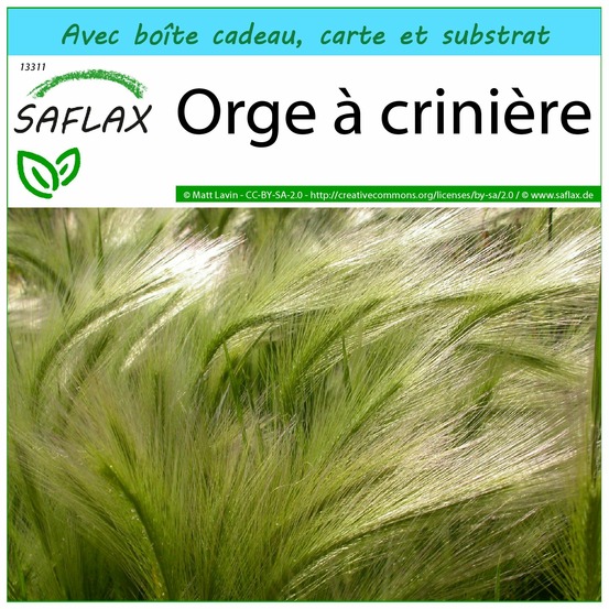 Ensemble-cadeau - orge à crinière - 70 graines - hordeum jubatum