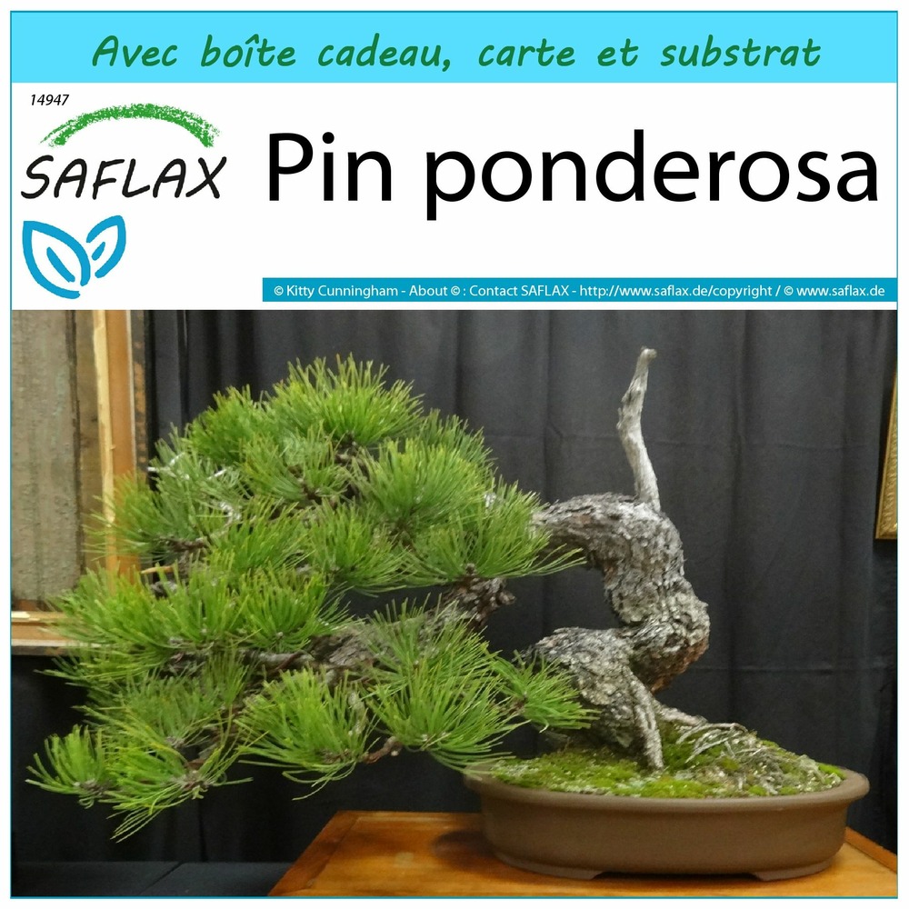 Ensemble-cadeau - pin ponderosa - 20 graines - pinus ponderosa