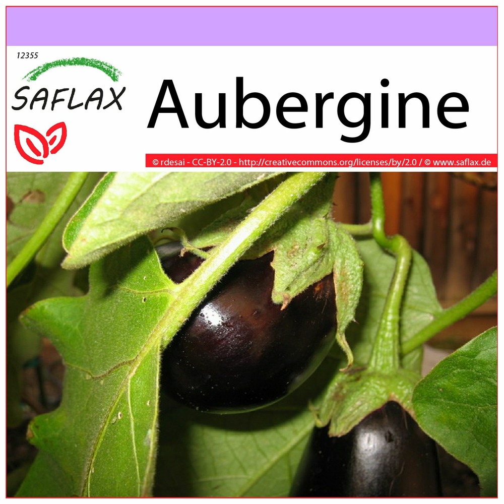 Aubergine - 20 graines - solanum melonga