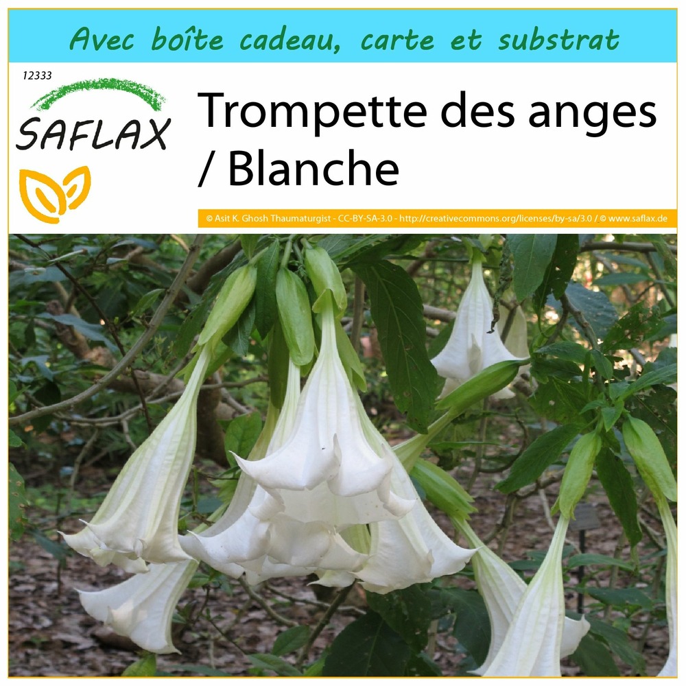 Ensemble-cadeau - trompette des anges / blanche - 10 graines - brugmansia suaveolens