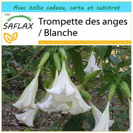 Ensemble-cadeau - trompette des anges / blanche - 10 graines - brugmansia suaveolens