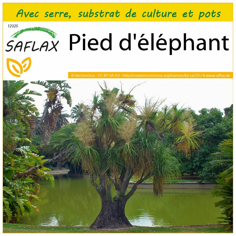Ensemble de culture - pied d'éléphant - 10 graines - beaucarnea recurvata
