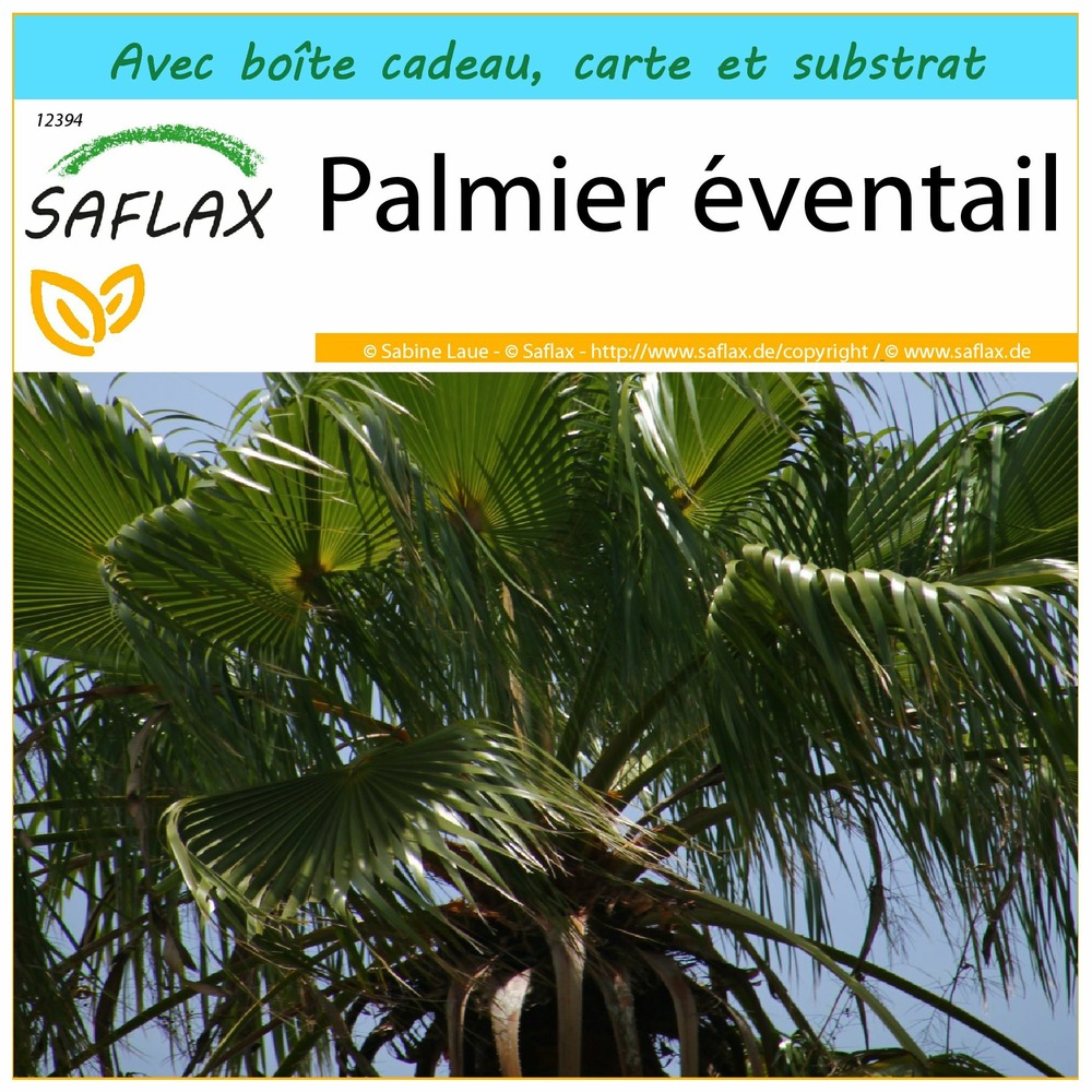 Ensemble-cadeau - palmier éventail - 12 graines - washingtonia robusta