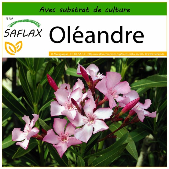 Oléandre - 50 graines - avec substrat - nerium oleander
