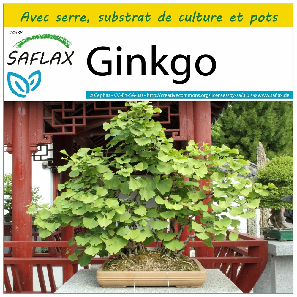 Ensemble de culture - ginkgo - 4 graines - ginkgo biloba