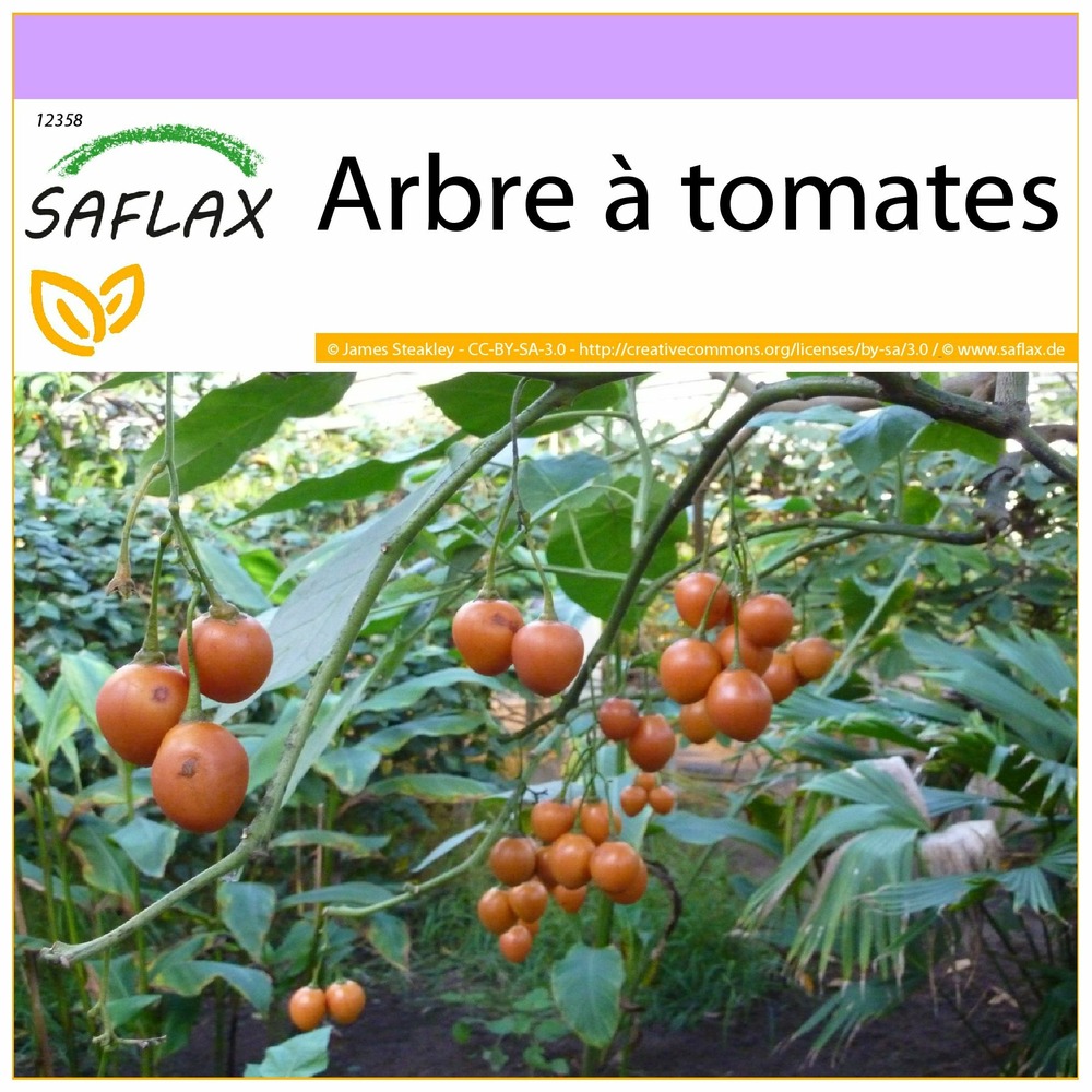 Arbre à tomates - 50 graines - cyphomandra betacea