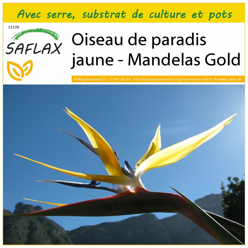 Ensemble de culture - oiseau de paradis jaune - mandelas gold - 4 graines - strelitzia reginae yellow