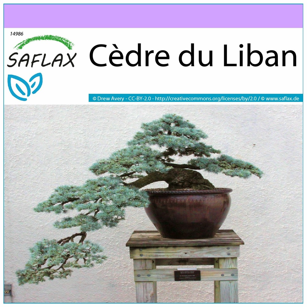 Cèdre du liban - 20 graines - cedrus libani