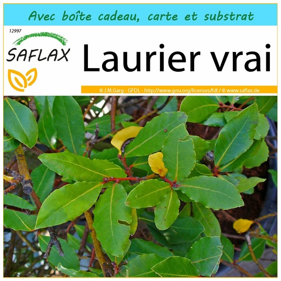 Ensemble-cadeau - laurier vrai - 6 graines - laurus nobilis