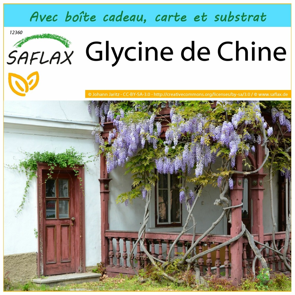 Ensemble-cadeau - glycine de chine - 4 graines - wisteria sinensis