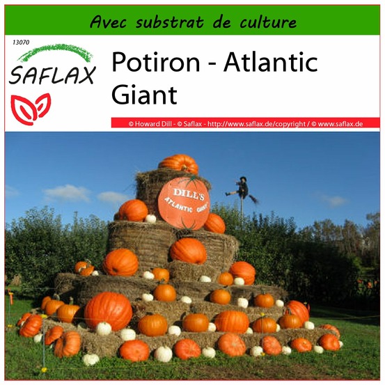 Potiron - atlantic giant - 7 graines - avec substrat - cucurbita maxima