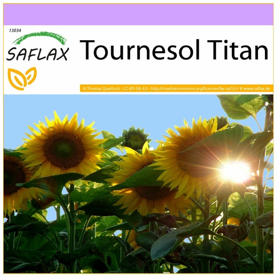 Tournesol titan - 20 graines - helianthus annuus