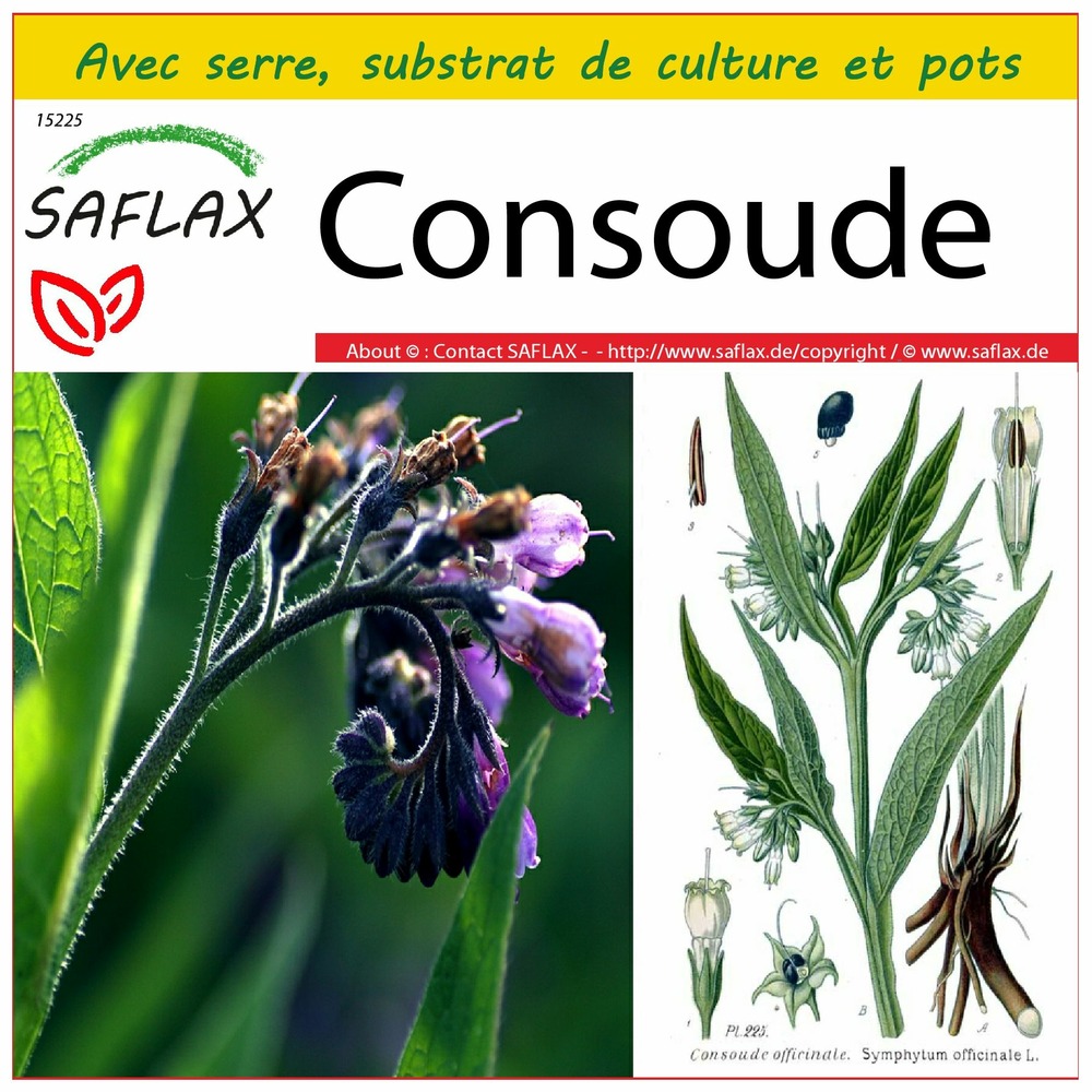 Ensemble de culture - consoude - 15 graines - symphytum officinale