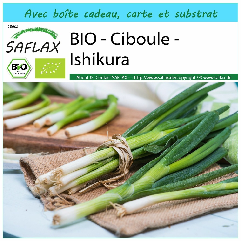 Ensemble-cadeau - bio - ciboule - ishikura - 150 graines - allium fistulosum