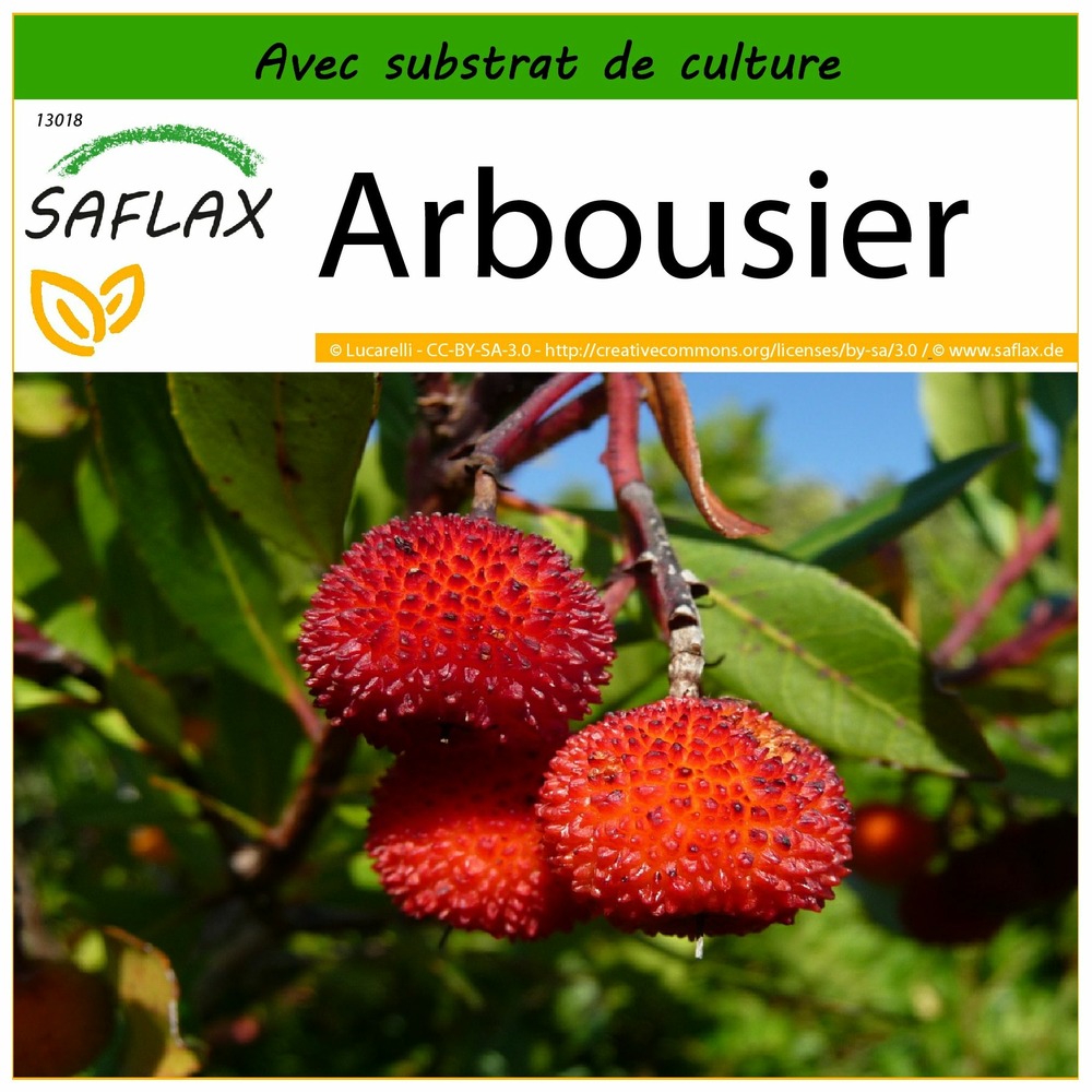 Arbousier - 50 graines - avec substrat - arbutus unedo