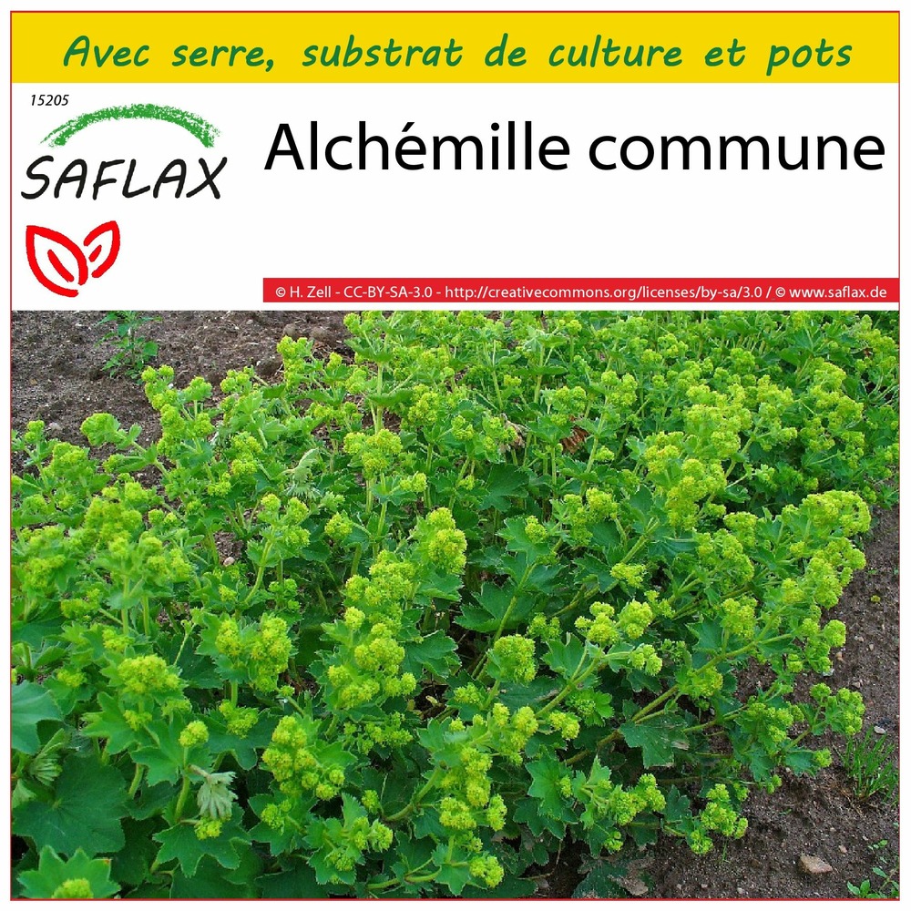 Ensemble de culture - alchémille commune - 100 graines - alchemilla vulgaris