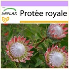 Protée royale - 5 graines - protea cynaroides