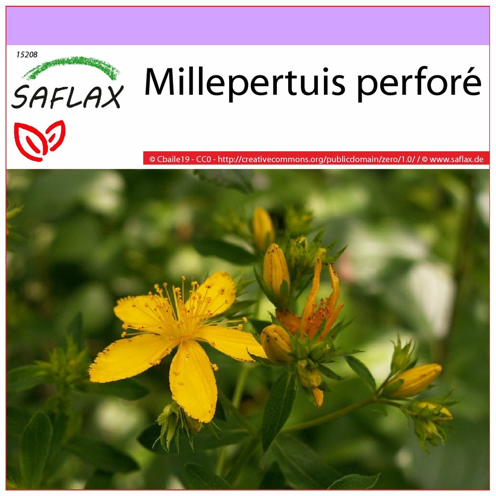 Millepertuis perforé - 300 graines - hypericum perforatum