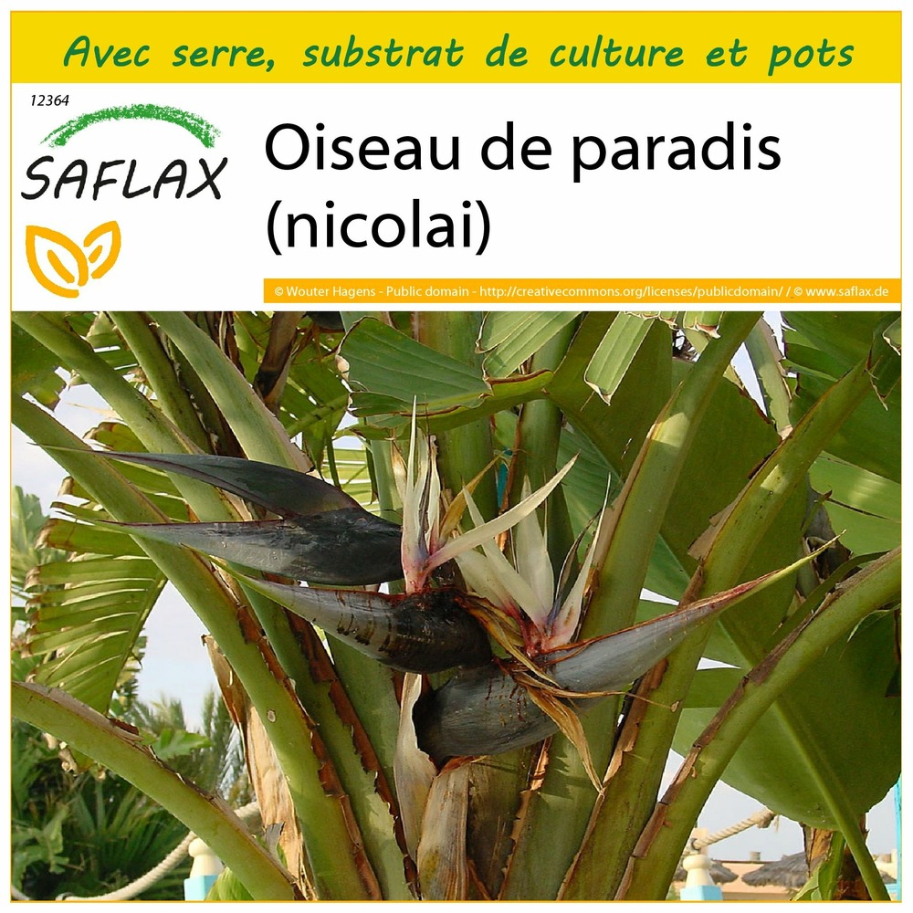 Ensemble de culture - oiseau de paradis (nicolai) - 5 graines - strelitzia nicolai