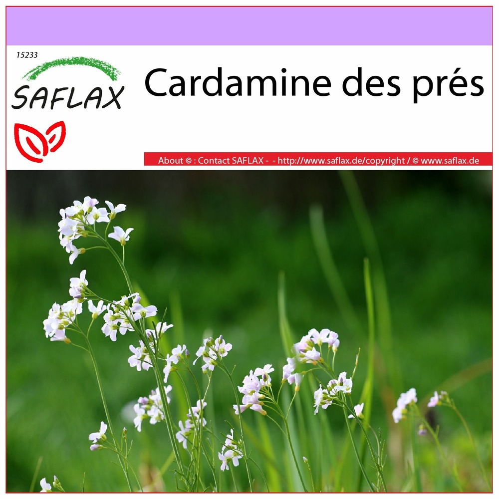 Cardamine des prés - 100 graines - cardamine pratensis