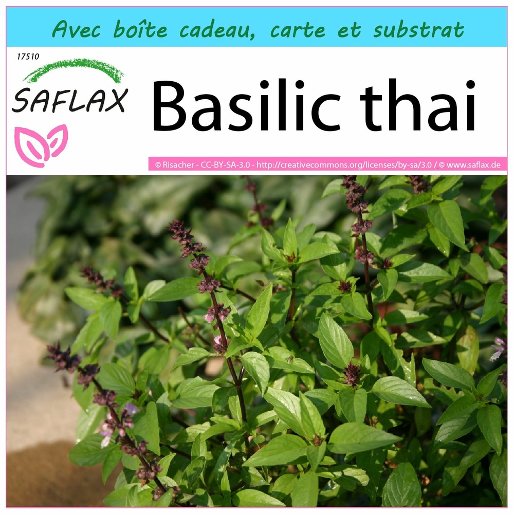 Ensemble-cadeau - basilic thai - 200 graines - ocimum basilicum