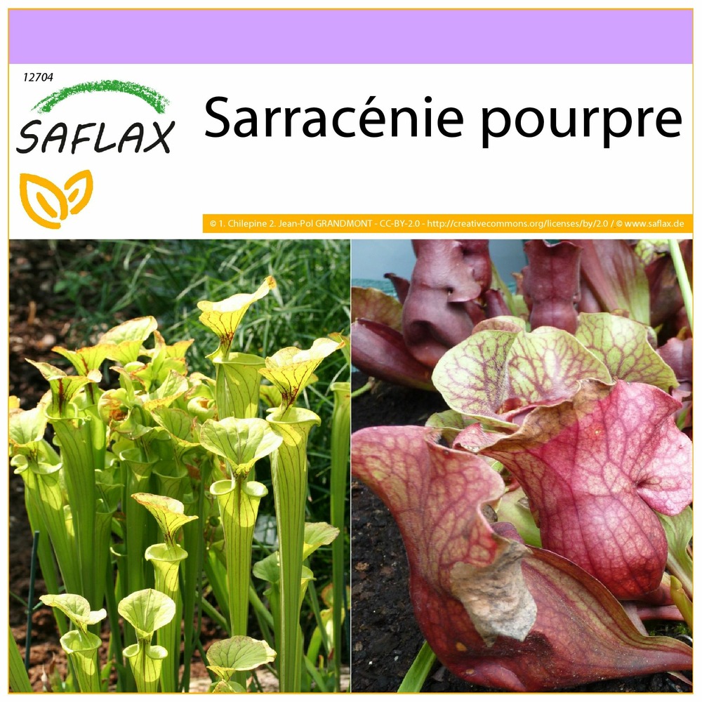 Sarracénie pourpre - 10 graines - sarracenia flava / s. Purpurea - mix