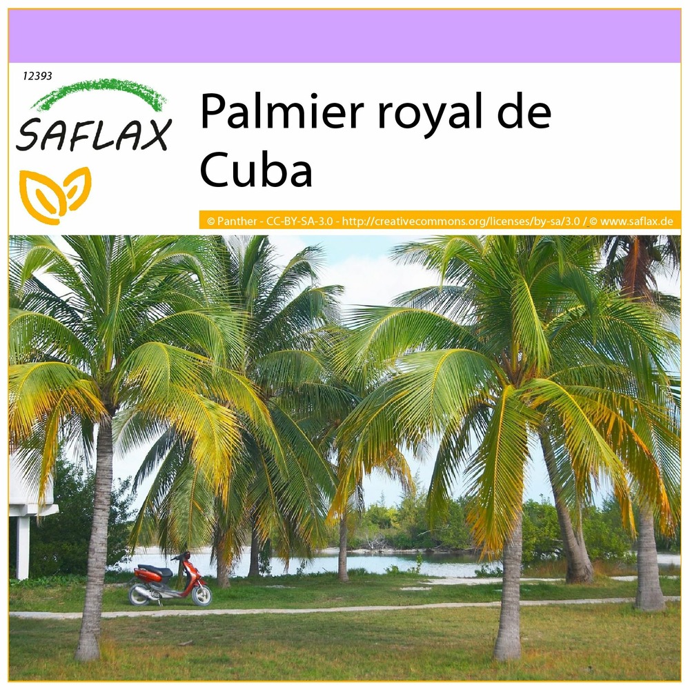 Palmier royal de cuba - 8 graines - roystonia regia