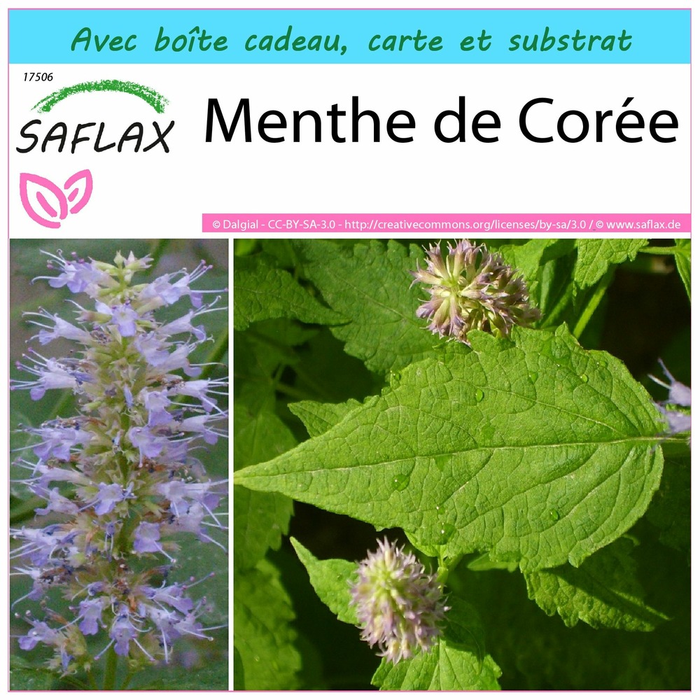 Ensemble-cadeau - menthe de corée - 1200 graines - agastache rugosa