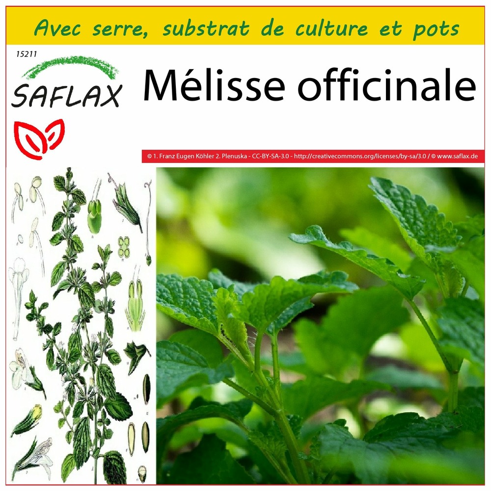 Ensemble de culture - mélisse officinale - 150 graines - melissa officinalis