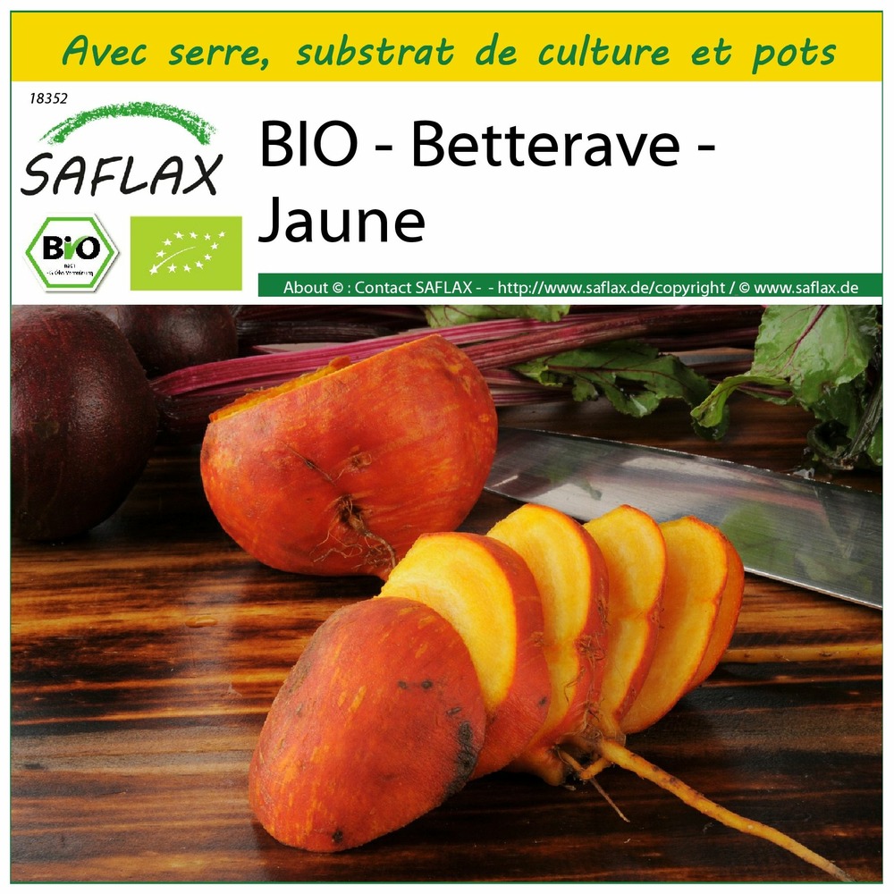 Ensemble de culture - bio - betterave - jaune - 50 graines - beta vulgaris