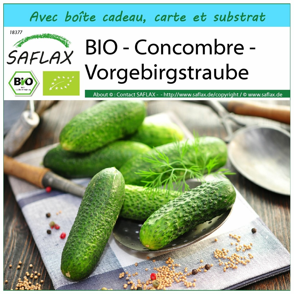 Ensemble-cadeau - bio - concombre - vorgebirgstraube - 15 graines - cucumis sativus