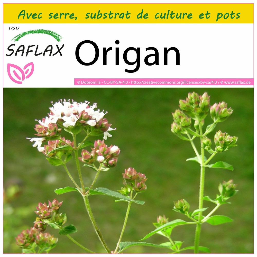 Ensemble de culture - origan - 600 graines - origanum vulgare supsp. Hirtum