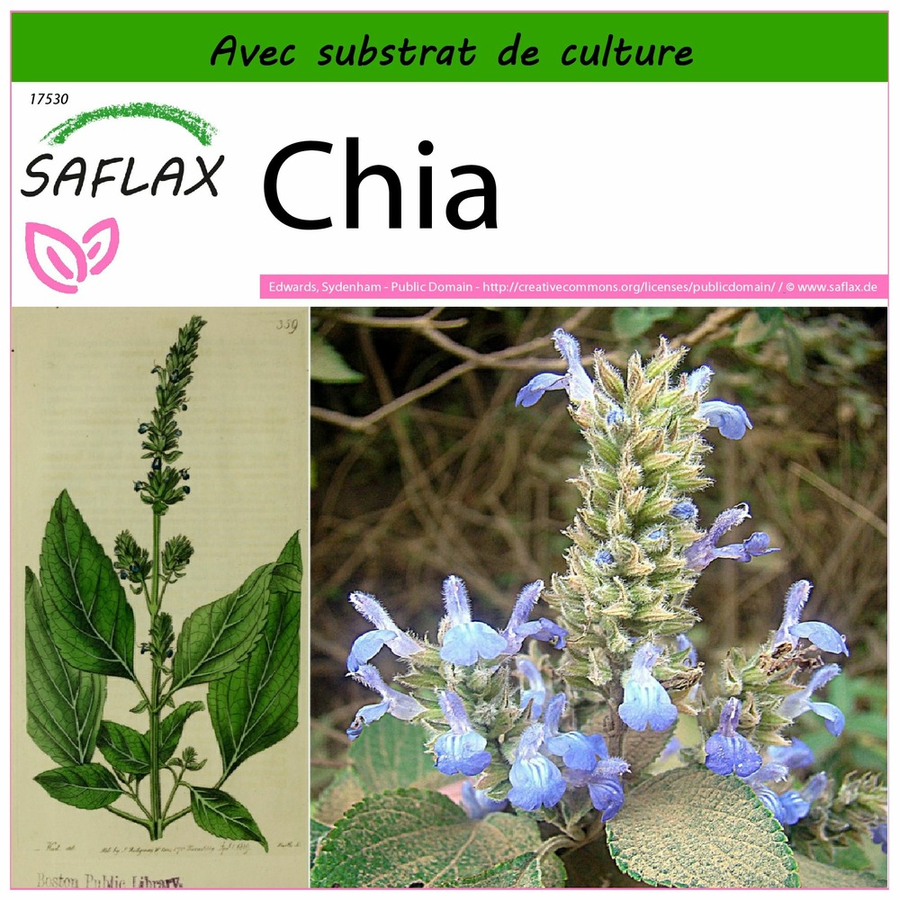 Chia - 500 graines - avec substrat - salvia hispanica